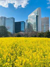 東京市區邂逅油菜花海🌼 浪漫滿分