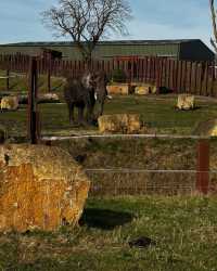 伍斯特周邊必衝！西密德蘭茲野生動物園保姆級攻略真實體驗
