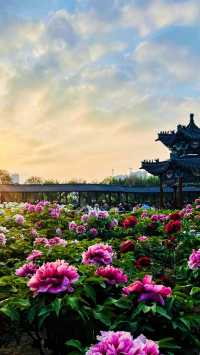 打卡菏澤｜解鎖牡丹驚艷時刻