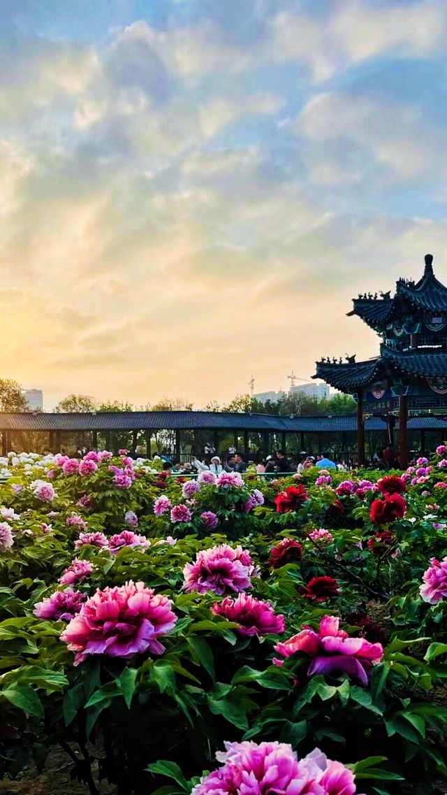 打卡菏澤｜解鎖牡丹驚艷時刻
