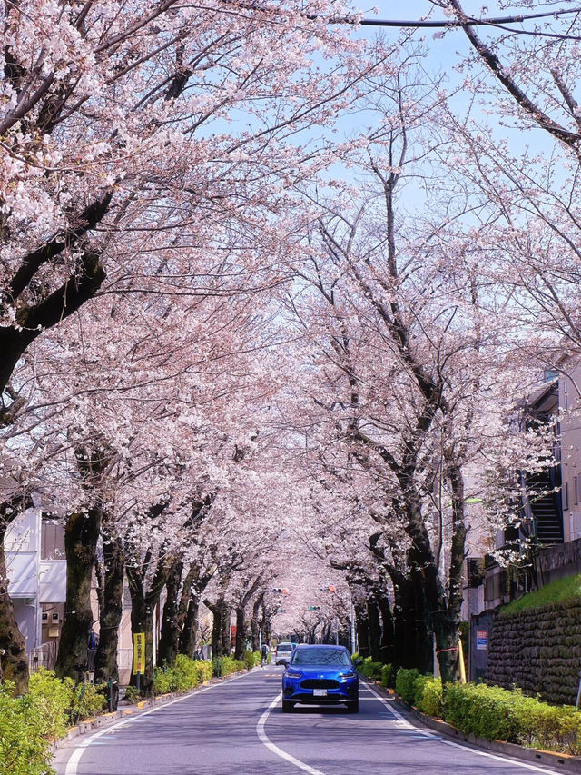 🌸春日來信！世田谷蘆花公園與櫻丘町的浪漫綻放