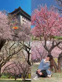 2025北京花海預警🌸收藏這份私藏賞花日曆就夠啦