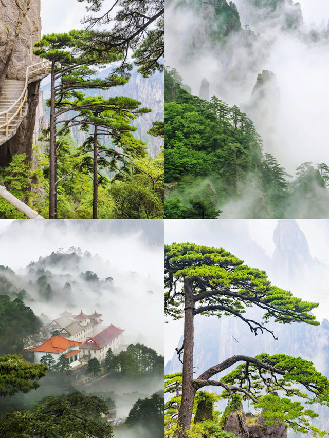 迎客松與仙鶴之約黃山之巔