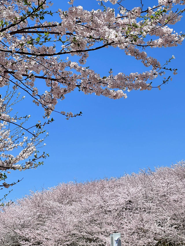 🌸貴安櫻花園爆美盛開！花期已至，火速衝