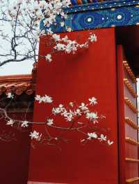 花開時節動京城