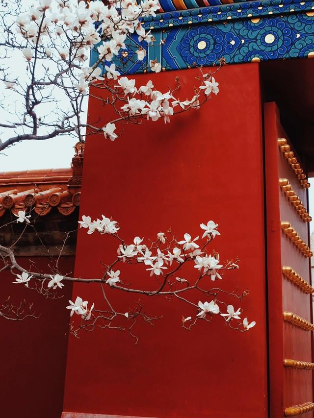 花開時節動京城