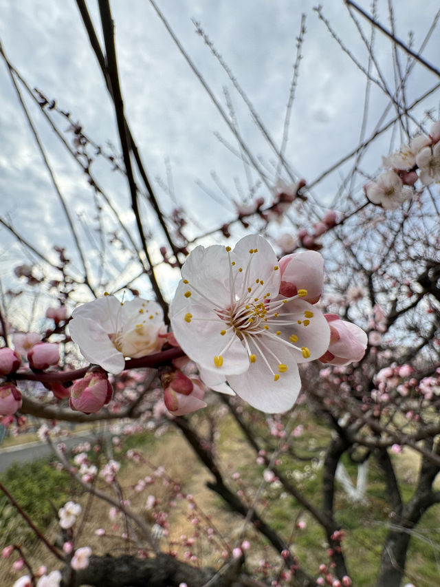 Discover the Beauty of Jinhua Plum Garden in 2025