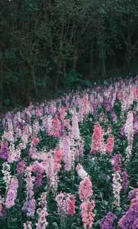 春日限定園博苑賞花季，錯過要等一年！