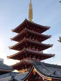 奈良公園的櫻花實在太適合3月來欣賞了！