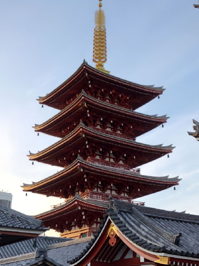奈良公園的櫻花實在太適合3月來欣賞了！