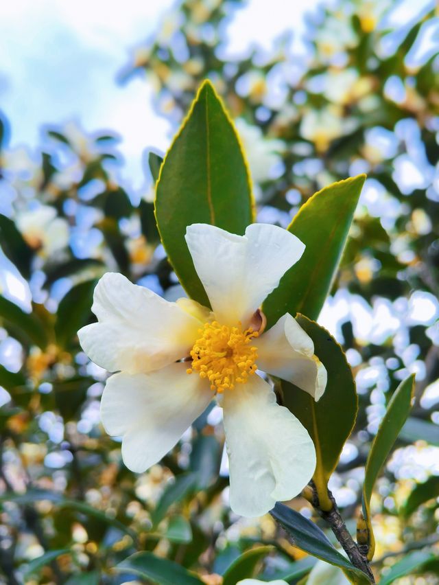 小石川植物園探秘｜未綻放，邂逅東京隱秘花園