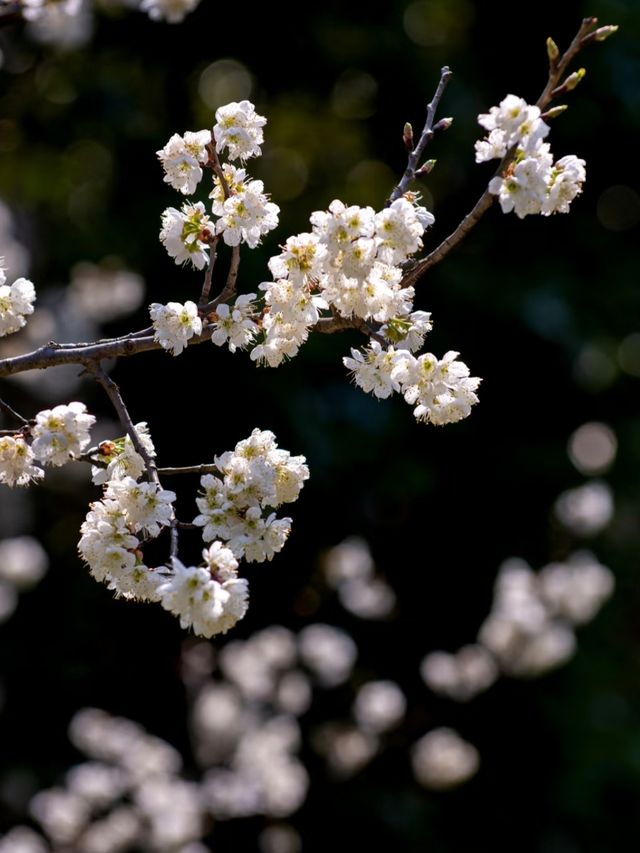 貴陽｜公園｜櫻桃花｜繁花似雪，美不勝收