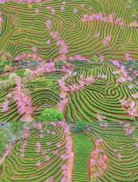 三月的福建武夷山