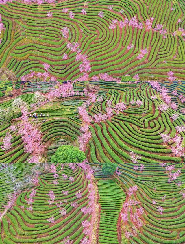 三月的福建武夷山