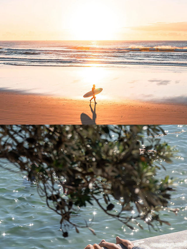 赴一場與樹熊的萌趣之約｜澳洲樹熊主題旅行攻略