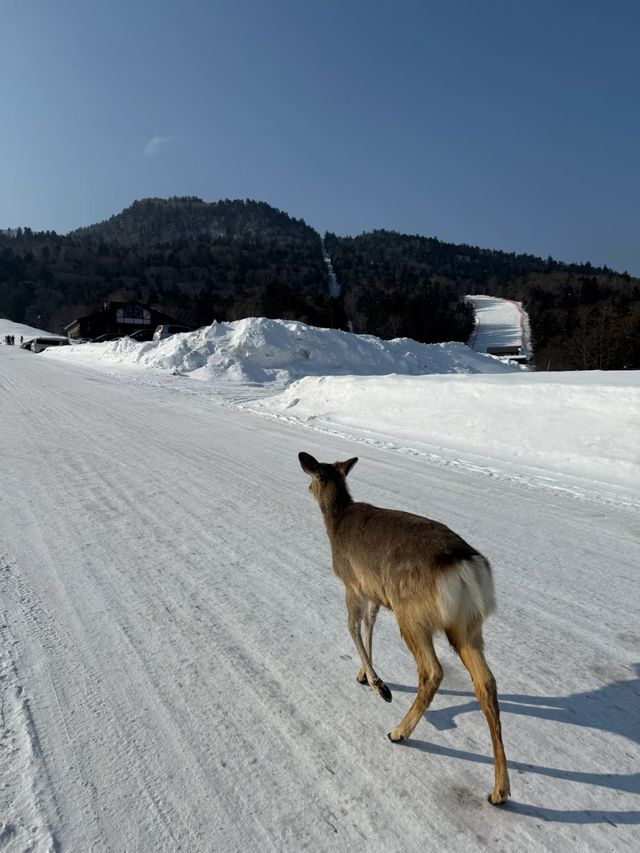 阿寒湖滑雪場人真係好少