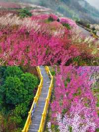 西安1.5小時去賞花 西北最大梅園梅花開