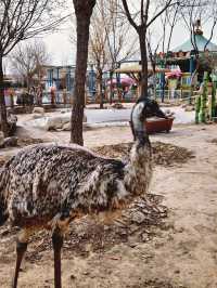 北京1.5小時直達！辛瑪森林動物樂園全攻略