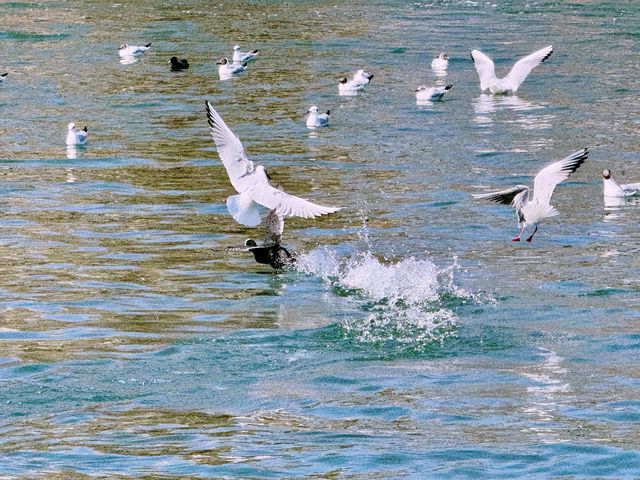 春日奇遇記 | 太原汾河公園的海鷗盛宴