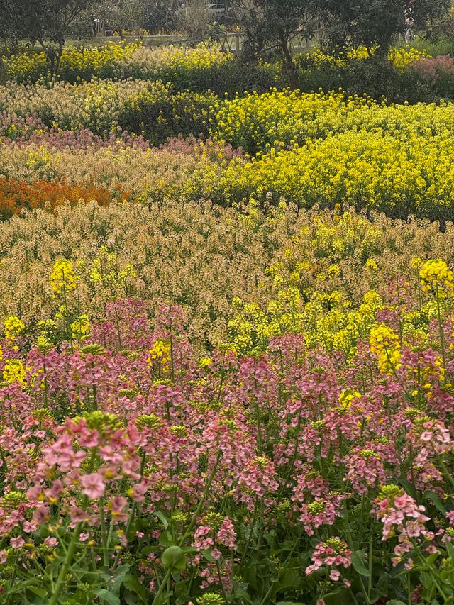 莫負春光，德陽油菜花田浪漫指南