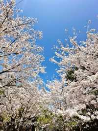 西安櫻花暴擊｜小雁塔櫻花全盛期實拍