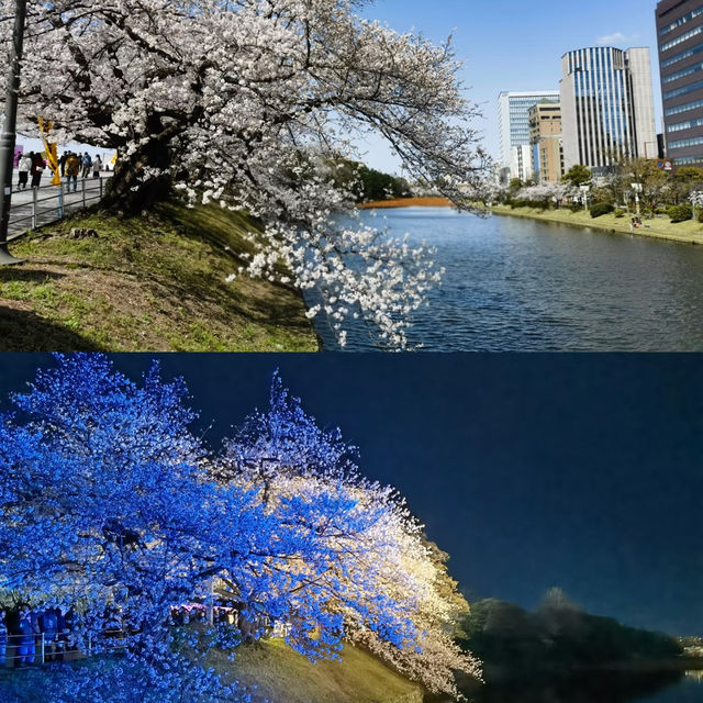 福岡舞鶴公園，邂逅夢幻櫻海