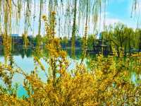 寶子們！錯過陶然亭公園嘅春日浪漫，真係會喊㗎