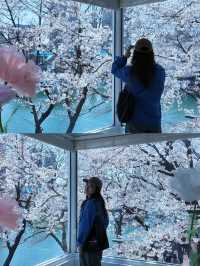 🌸春日限定 | 首爾石村湖浪漫櫻花季