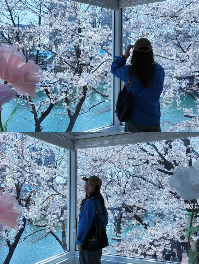 🌸春日限定 | 首爾石村湖浪漫櫻花季