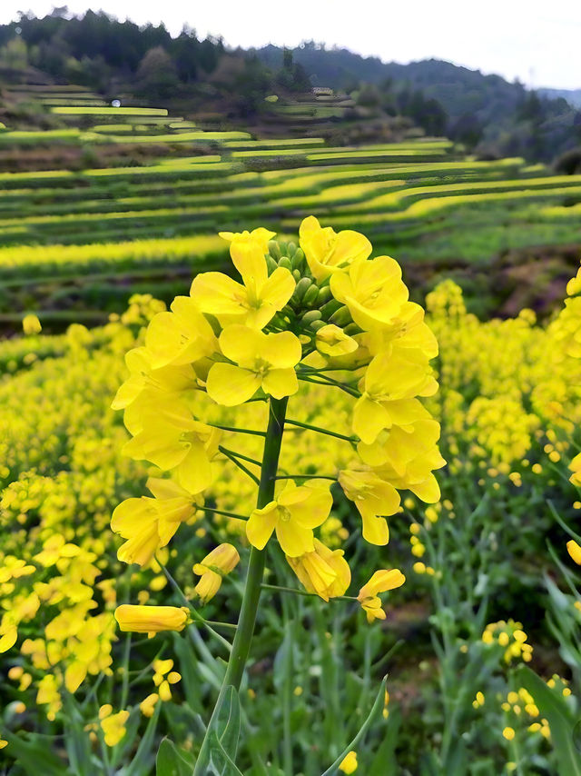 婺源油菜花 | 江嶺梯田，金色波浪嘅視覺盛宴‌