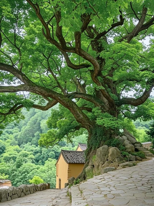 松陽反向旅行害慘我！回來被全公司追殺