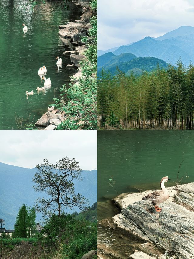 逃離城市•低能量旅行天目山度假攻略