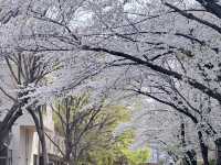 🌸東京大學 | 學府櫻花浪漫詩篇🌸