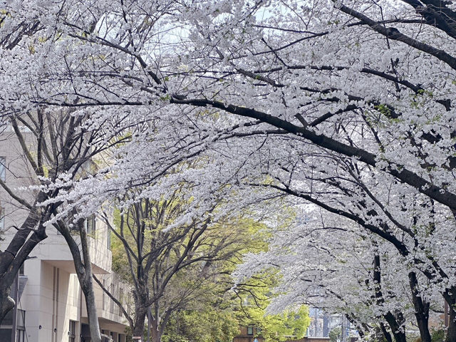 🌸東京大學 | 學府櫻花浪漫詩篇🌸
