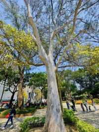 周末打卡香港維多利亞公園花卉展🌺