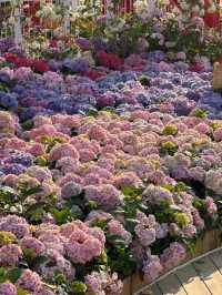 🌸夢幻般的花海在維多利亞公園等你🌼
