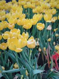 🌺 維多利亞公園花卉展：悠閒賞花的好去處