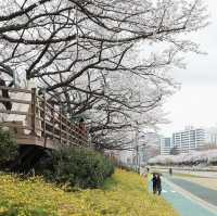 🌸釜山櫻花秘境大曝光！本地人藏著不說的絕美公園