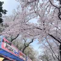 🌸仙台弘前公園｜追櫻成功！邂逅震撼全網的超絕櫻花雨！