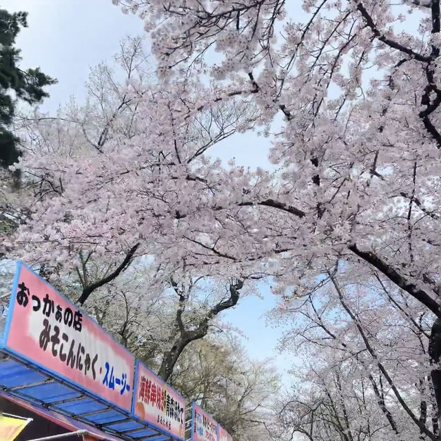 🌸仙台弘前公園｜追櫻成功！邂逅震撼全網的超絕櫻花雨！