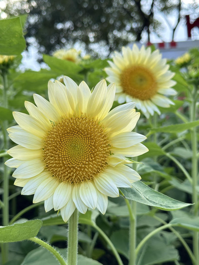 🌻廣州雲台花園 | 邂逅向日葵花海