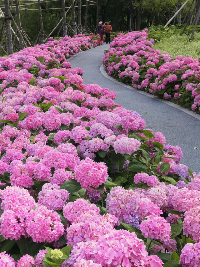 💗上海最驚艷的繡球花海！唔可以再錯過