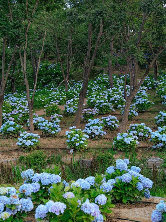 🌸蔚山 | 邂逅繡球花的浪漫之境