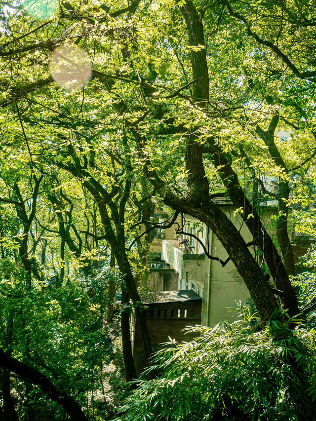 🌸 SPRING SECRET: Chongqing’s "90% DOWNHILL" Flower Path (Zero Sweat Guaranteed!)