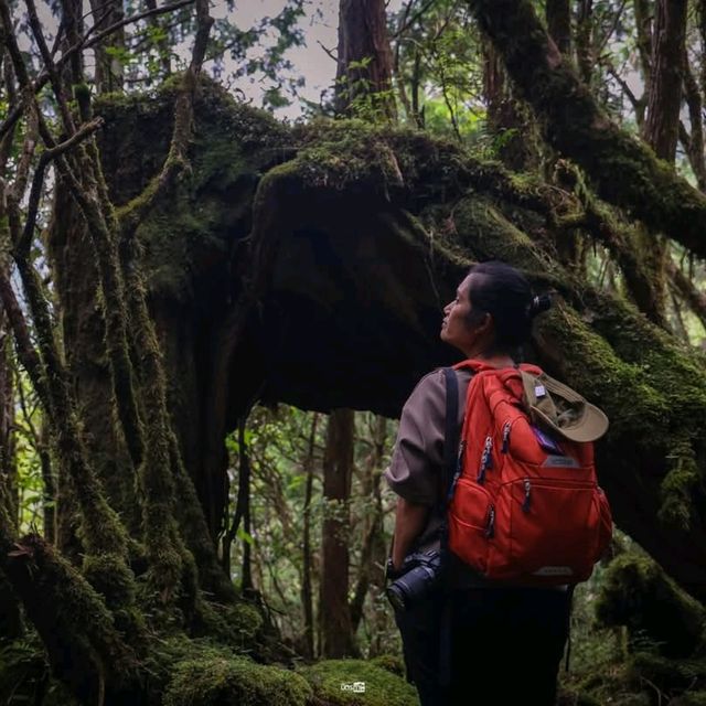 เดินเล่นป่าโบราณไต้หวัน Taipingshan