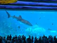 【珠海長隆海洋王國超全遊玩攻略】