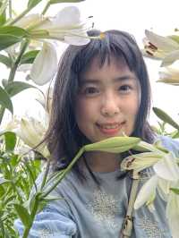 福州百合花田百花盛放中