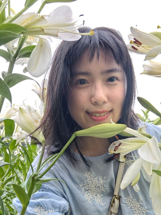 福州百合花田百花盛放中