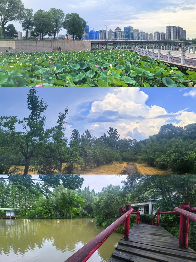 暫別城市，揚州嘅慢時光治癒夏日～