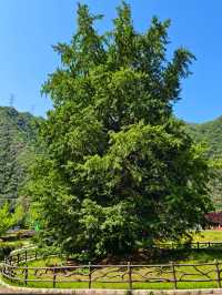 唔捨得公開22℃嘅秦嶺秘境「阿勒泰」